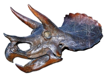 Triceratops skull at London's Natural History Museum